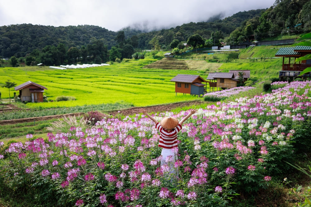 13_doi-inthanon-travel-guide Mae Klang Luang rice terraces