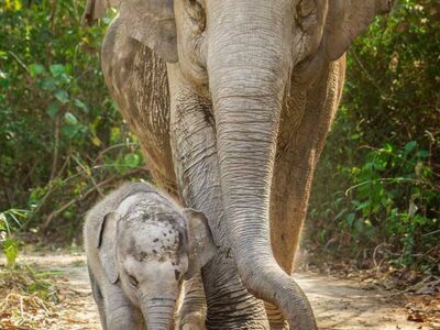 Elephant sanctuary experience in Chiang Mai