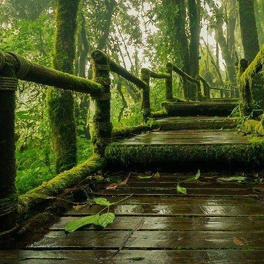 Read more about the article The Ultimate Chiang Mai tour Experience