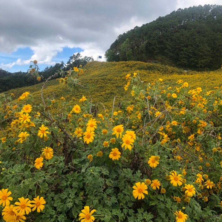 Read more about the article Doi Inthanon Day Trip