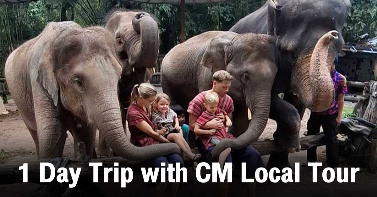 Read more about the article Elephant and Sticky Waterfall Tour Chiang Mai