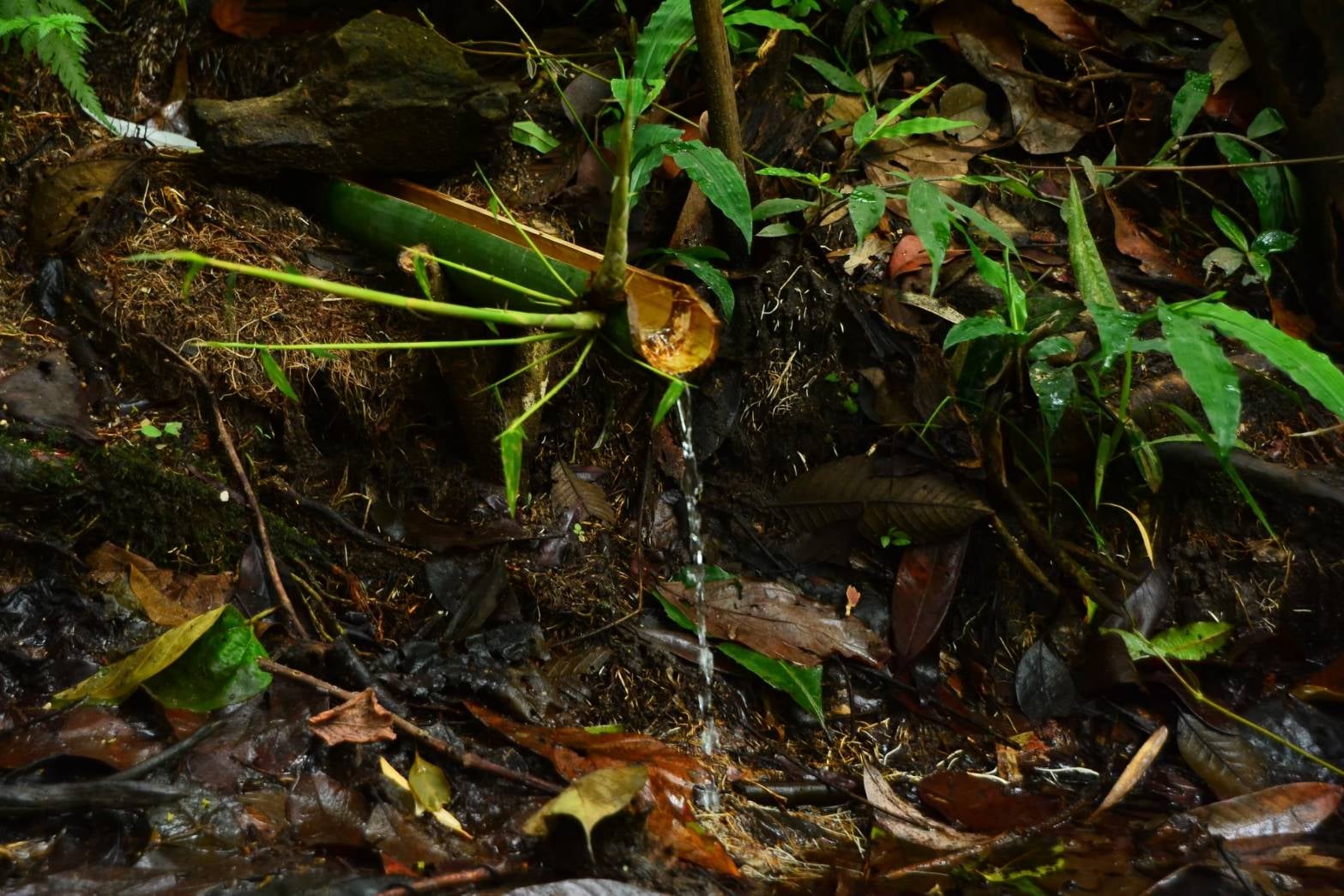 69657130_2650158468362259_8597647674658783232_n Pha Dok Siew Nature Trail, Doi Inthanon