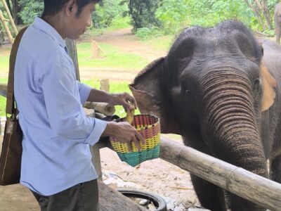 Elephant sanctuary and Sticky Waterfall day trip from Chiang Mai